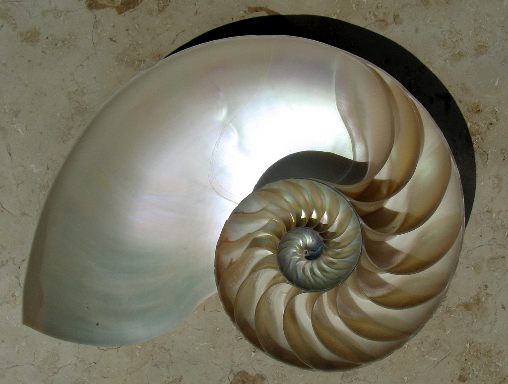 schelp nautilus