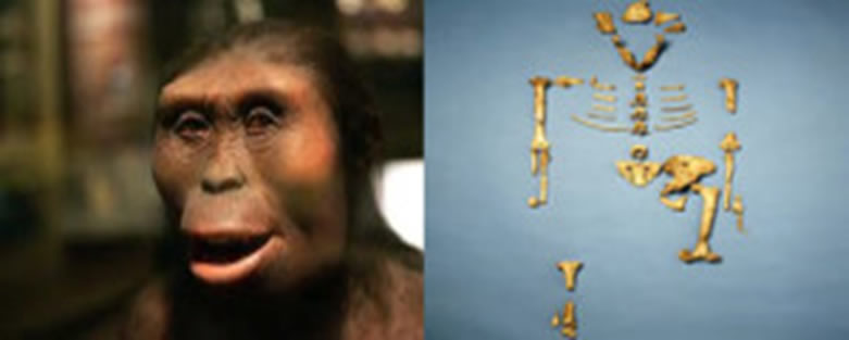 Lucy Australopithecus